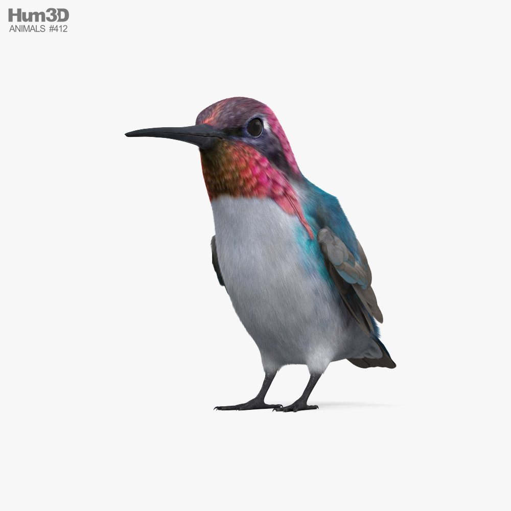 Bee Hummingbird 3d model