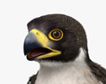 Falco pellegrino Modello 3D