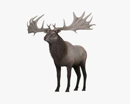 Irish Elk Modèle 3D