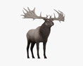 Irish Elk Modèle 3d