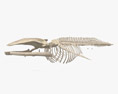 Скелет синього кита 3D модель