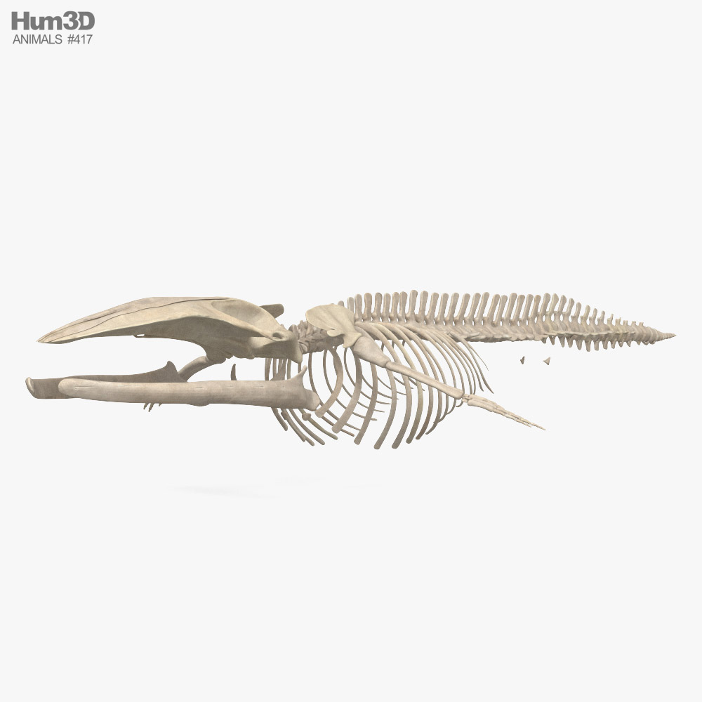 Скелет синього кита 3D модель