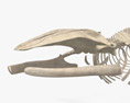 Blauwal-Skelett 3D-Modell