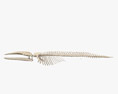 シロナガスクジラの骨格 3Dモデル