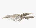 Blauwal-Skelett 3D-Modell