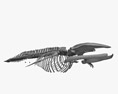 シロナガスクジラの骨格 3Dモデル