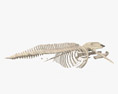 Blue Whale Skeleton 3d model