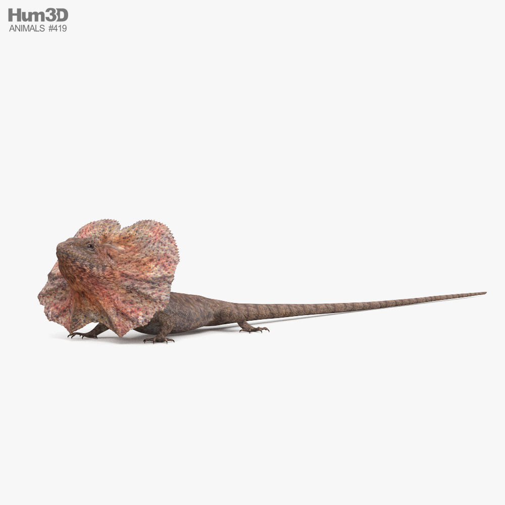 Плащоносна ящірка 3D модель