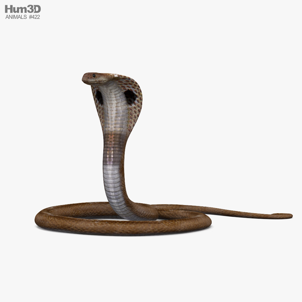 Індійська кобра 3D модель