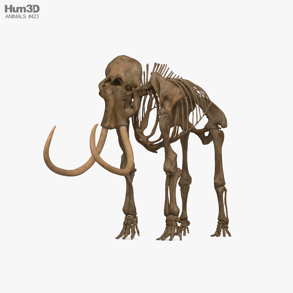 Mammoth Skeleton 3D model