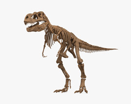 T-rex Skeleton 3D model