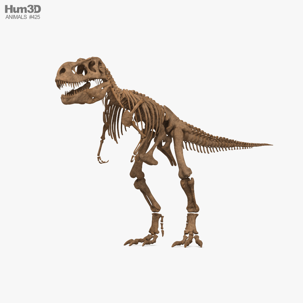 Squelette de T-rex Modèle 3D