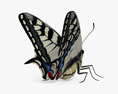Machaon butterfly 3d model