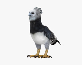 Harpy Eagle 3D model