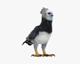 Harpy Eagle 3d model