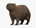 Capybara 3d model