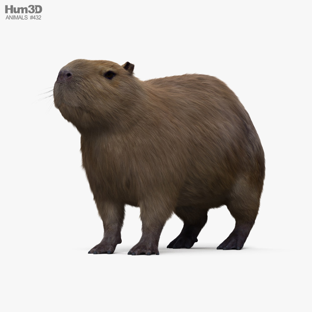 Capybara 3D model