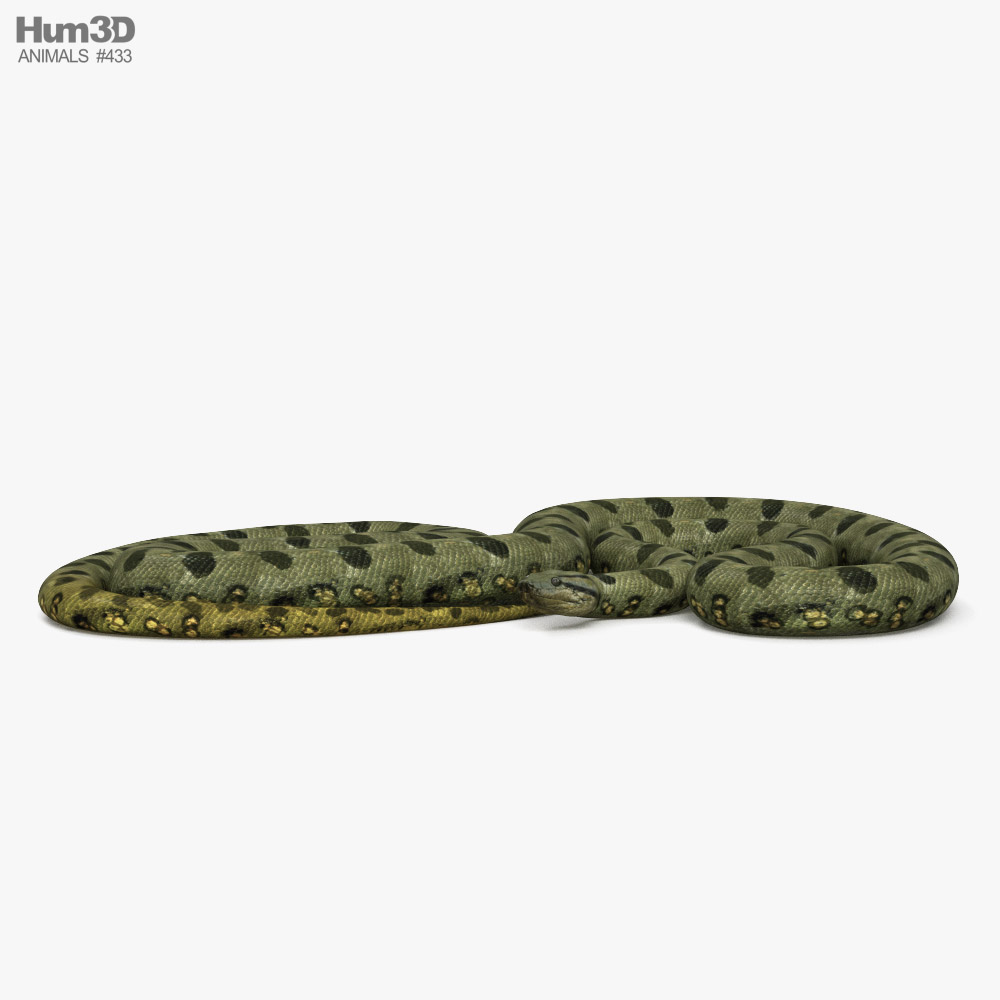 Green Anaconda 3D model
