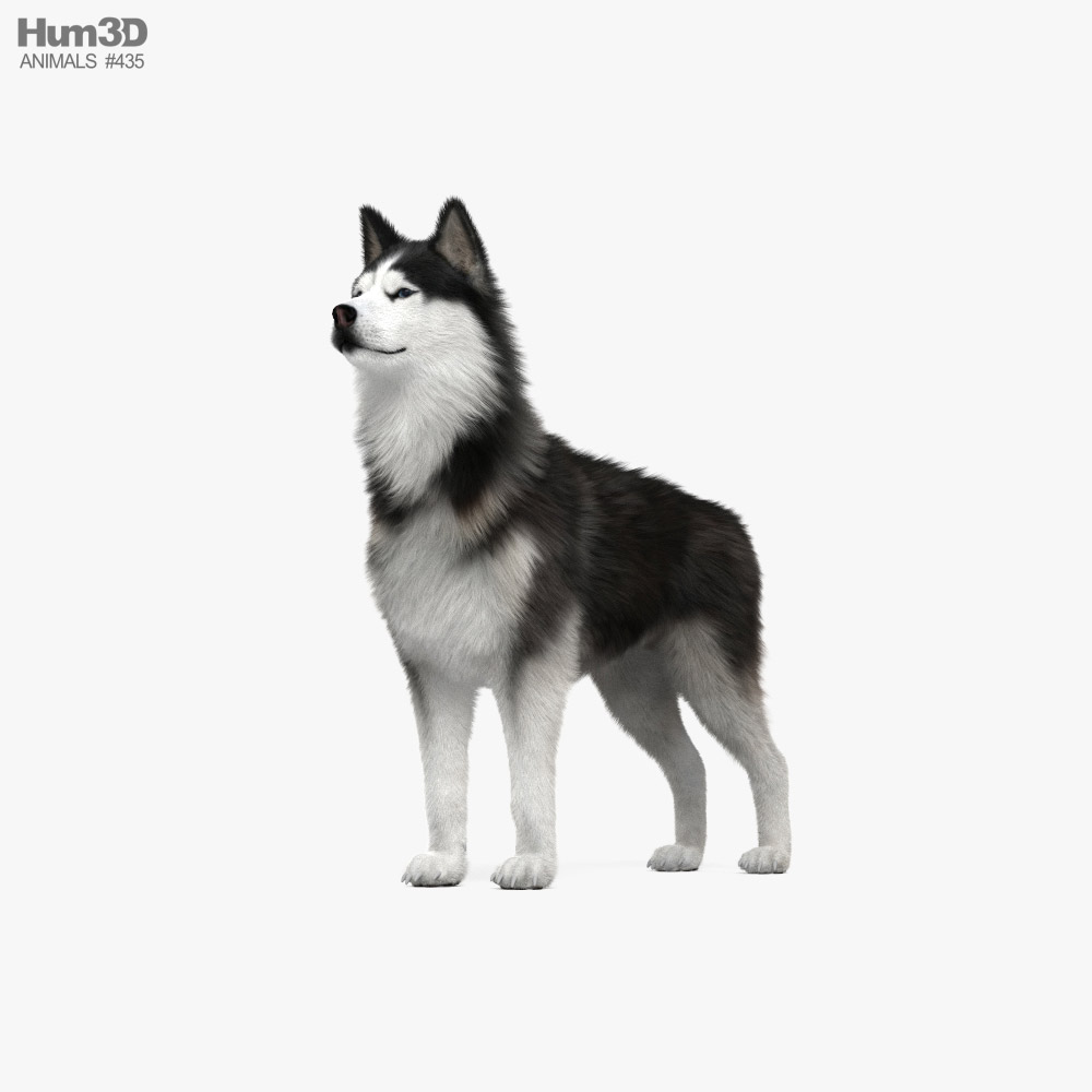 Siberian Husky Modello 3D