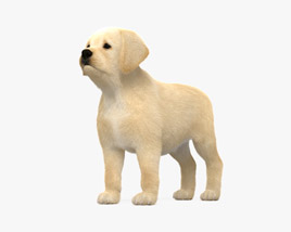 래브라도 리트리버 강아지 3D 모델 