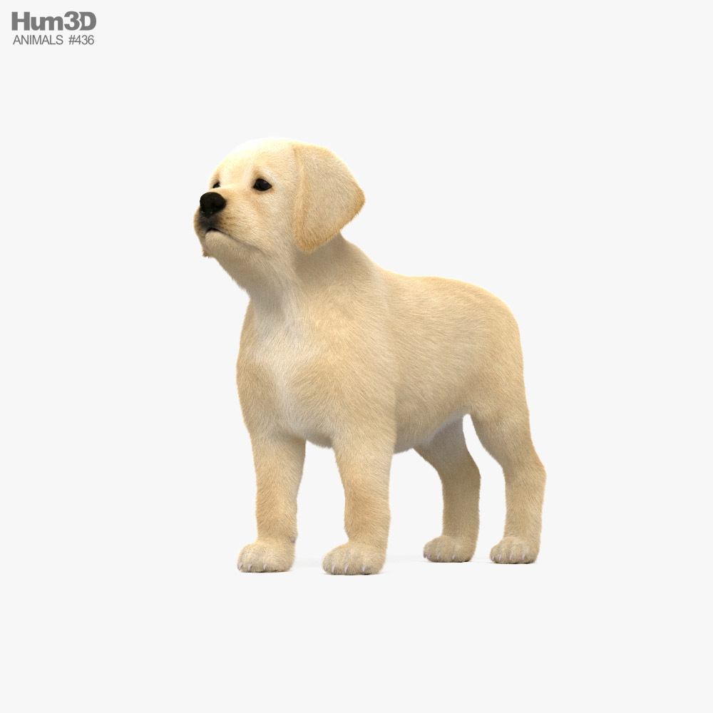 Labrador Retriever Puppy 3D model