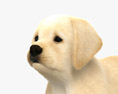 Cucciolo di Labrador Retriever Modello 3D