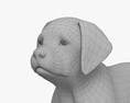 Cucciolo di Labrador Retriever Modello 3D