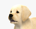 ラブラドールレトリバーの子犬 3Dモデル