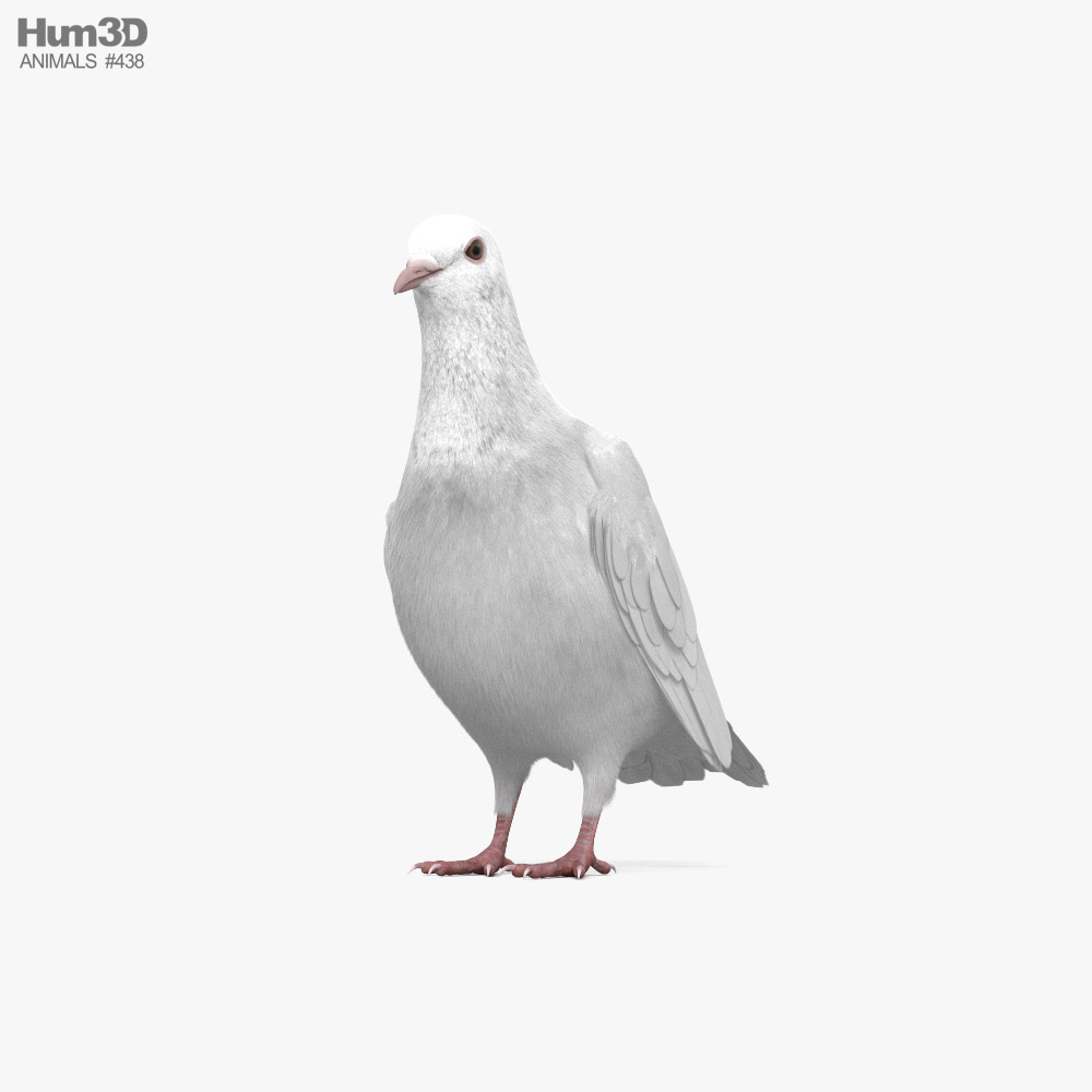 白の鳩 3Dモデル