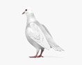 White Dove 3d model