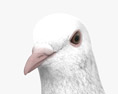 흰 비둘기 3D 모델 