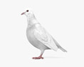 흰 비둘기 3D 모델 
