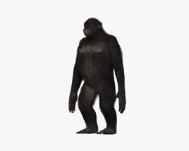 Common Chimpanzee Female 3D-Modell