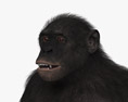 Common Chimpanzee Female 3d model