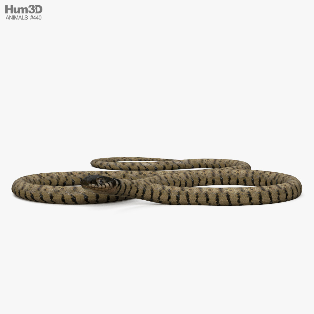 Grass Snake 3D model