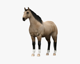 American Quarter Horse 3D model