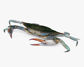Crabe bleu Modèle 3D