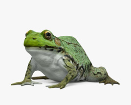 Green Frog Modelo 3d