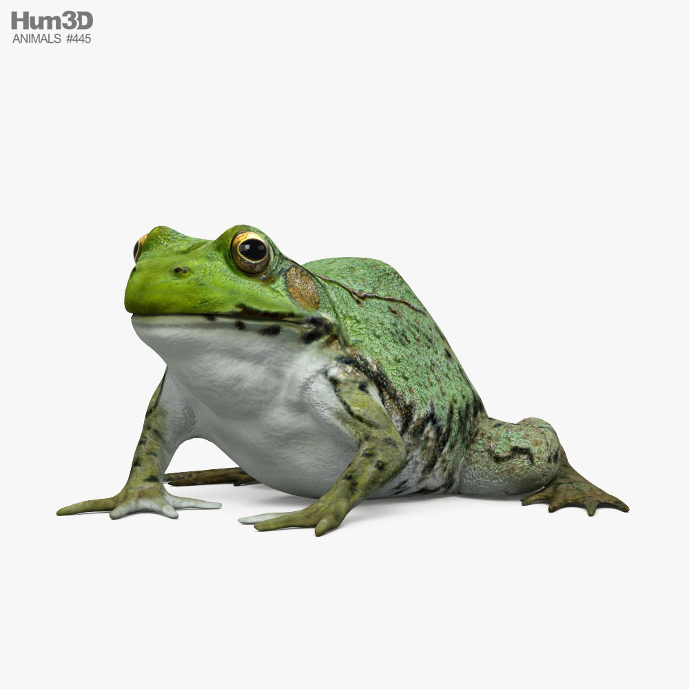 Green Frog Modelo 3D
