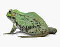Green Frog Modelo 3d