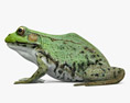 Зелена жаба 3D модель