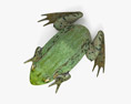 Green Frog Modèle 3d