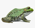 Зеленая лягушка 3D модель