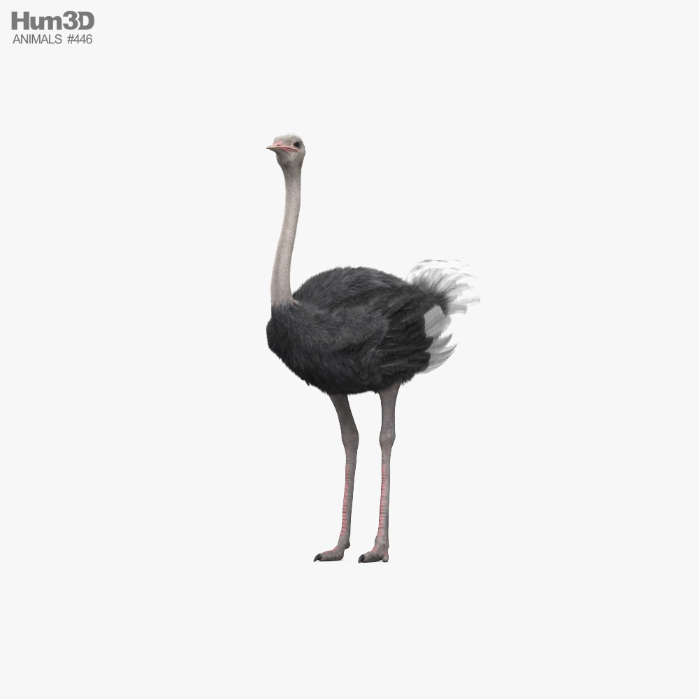 Ostrich 3D model