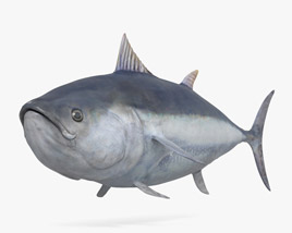 Atlantic Bluefin Tuna 3D model