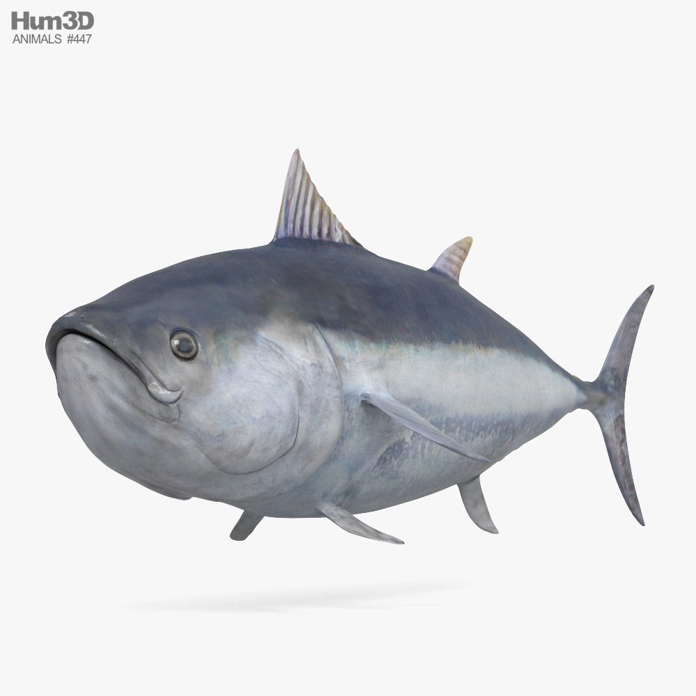 Atum-rabilho Modelo 3d