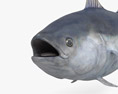 北方蓝鳍金枪鱼 3D模型