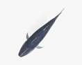 北方蓝鳍金枪鱼 3D模型
