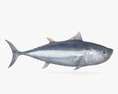 Синий тунец 3D модель