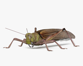 Desert Locust 3D model